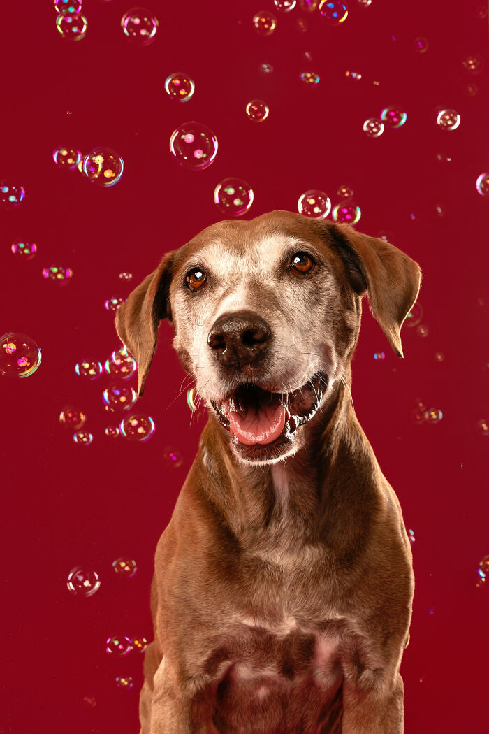I Photograph Dogs Chasing Bubbles And The Results Are Ridiculous (40 Photos)