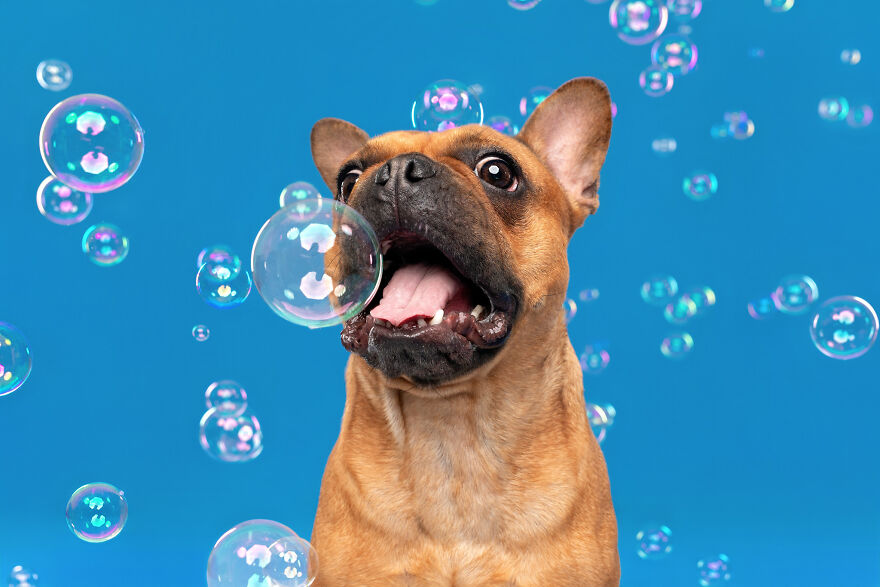 I Photograph Dogs Chasing Bubbles And The Results Are Ridiculous (40 Photos)