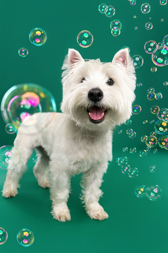 I Photograph Dogs Chasing Bubbles And The Results Are Ridiculous (40 Photos)