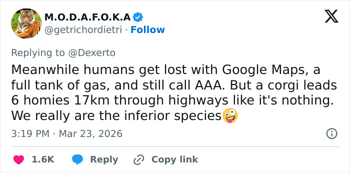 Seven Kidnapped Dogs Become Viral Sensation After They Escape Captors To Make Brave Journey Home Together