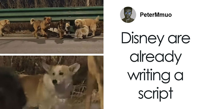 “Give That Corgi A Medal”: 7 Kidnapped Dogs Go Viral After Heroic “Movie-Like” 10-Mile Journey Home Together