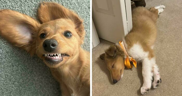 47 Adorable Doggos Doing Absolutely Nothing Wrong Except Being Too Cute To Handle