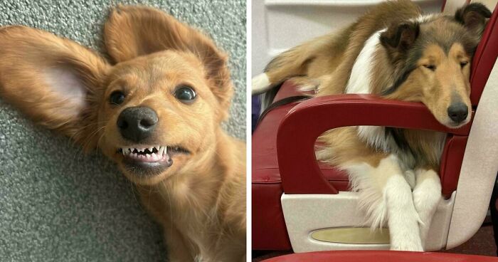 47 Adorable Doggos Doing Absolutely Nothing Wrong Except Being Too Cute To Handle