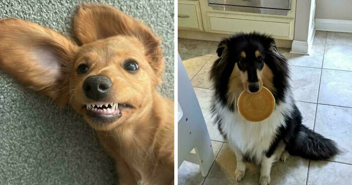 Here Are 47 Adorable Doggos To Remind You That Good Things Still Exist