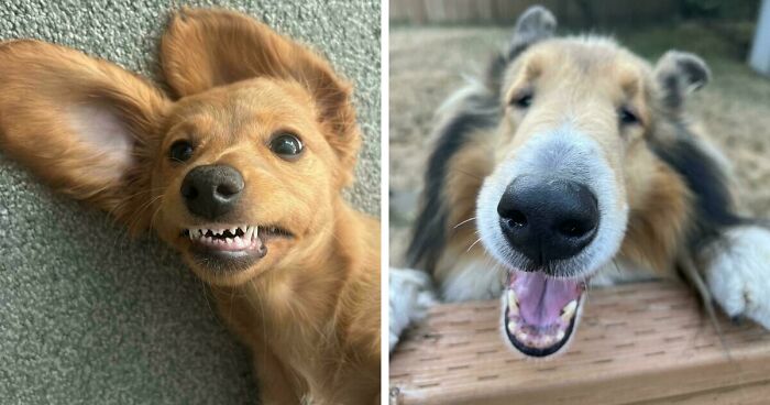 Here Are 47 Adorable Doggos To Remind You That Good Things Still Exist