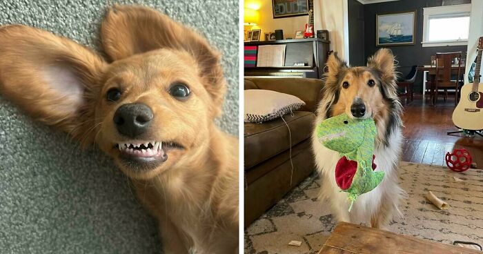 47 Goofy Doggos With Not A Single Thought In Their Heads To Ease Your Overthinking Brain