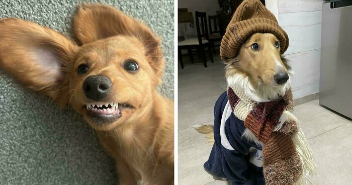 47 Adorable Doggos Doing Absolutely Nothing Wrong Except Being Too Cute To Handle