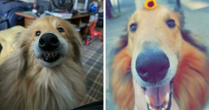 Here Are 47 Adorable Doggos To Remind You That Good Things Still Exist