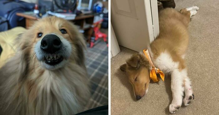 47 Adorable Doggos Doing Absolutely Nothing Wrong Except Being Too Cute To Handle