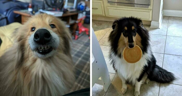 47 Adorable Doggos Doing Absolutely Nothing Wrong Except Being Too Cute To Handle