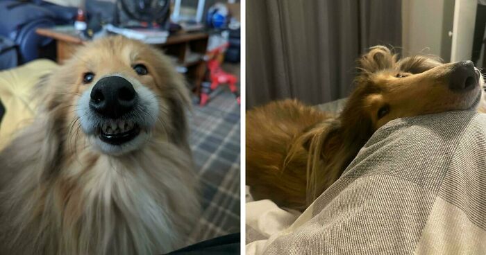 Here Are 47 Adorable Doggos To Remind You That Good Things Still Exist