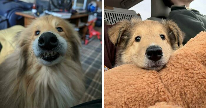 47 Adorable Doggos Doing Absolutely Nothing Wrong Except Being Too Cute To Handle