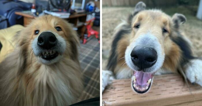 47 Goofy Doggos With Not A Single Thought In Their Heads To Ease Your Overthinking Brain