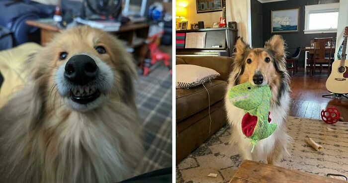Here Are 47 Adorable Doggos To Remind You That Good Things Still Exist