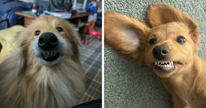 47 Adorable Doggos Doing Absolutely Nothing Wrong Except Being Too Cute To Handle