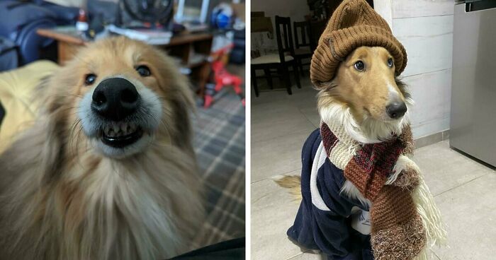 47 Goofy Doggos With Not A Single Thought In Their Heads To Ease Your Overthinking Brain