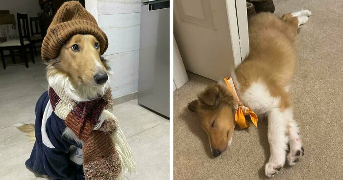 47 Goofy Doggos With Not A Single Thought In Their Heads To Ease Your Overthinking Brain