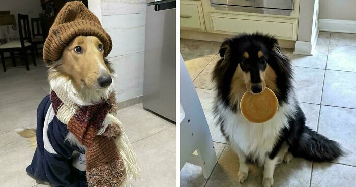 47 Goofy Doggos With Not A Single Thought In Their Heads To Ease Your Overthinking Brain