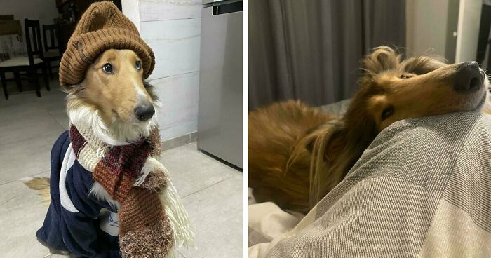 47 Adorable Doggos Doing Absolutely Nothing Wrong Except Being Too Cute To Handle