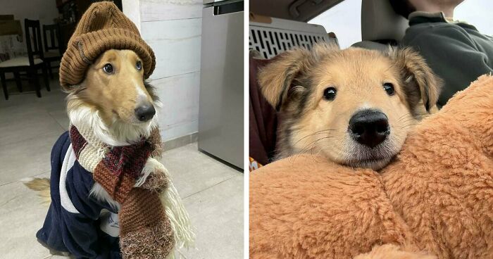 47 Adorable Doggos Doing Absolutely Nothing Wrong Except Being Too Cute To Handle
