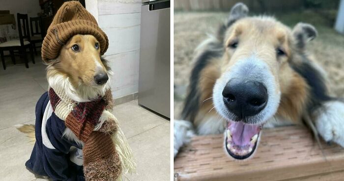47 Goofy Doggos With Not A Single Thought In Their Heads To Ease Your Overthinking Brain