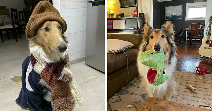 47 Goofy Doggos With Not A Single Thought In Their Heads To Ease Your Overthinking Brain