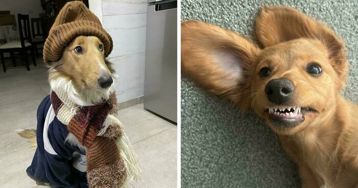 47 Goofy Doggos With Not A Single Thought In Their Heads To Ease Your Overthinking Brain