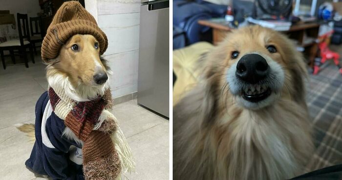 47 Goofy Doggos With Not A Single Thought In Their Heads To Ease Your Overthinking Brain