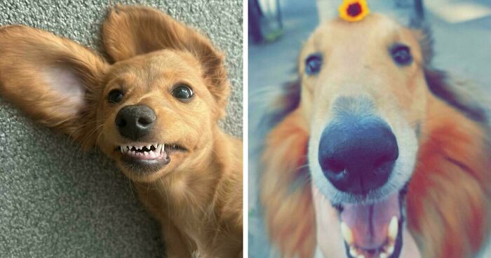 47 Adorable Doggos Doing Absolutely Nothing Wrong Except Being Too Cute To Handle