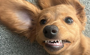 Here Are 47 Adorable Doggos To Remind You That Good Things Still Exist