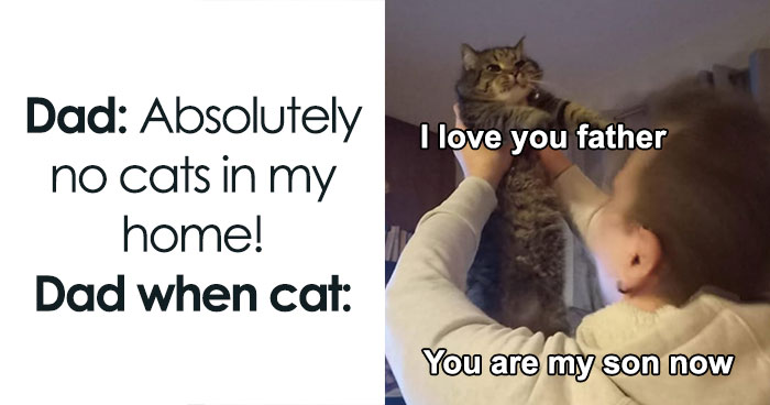 81 Chucklesome Cat Memes That Combine The Two Things The Internet Loves The Most