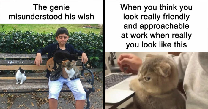 81 Chucklesome Cat Memes That Combine The Two Things The Internet Loves The Most