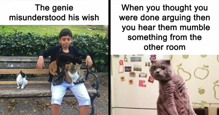 81 Chucklesome Cat Memes That Combine The Two Things The Internet Loves The Most