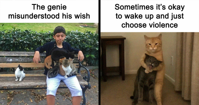 81 Chucklesome Cat Memes That Combine The Two Things The Internet Loves The Most