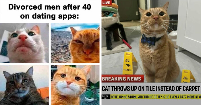 81 Chucklesome Cat Memes That Combine The Two Things The Internet Loves The Most