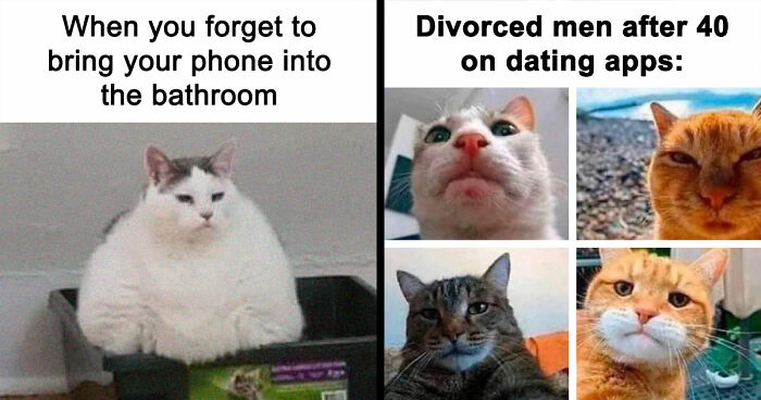 81 Chucklesome Cat Memes That Combine The Two Things The Internet Loves The Most