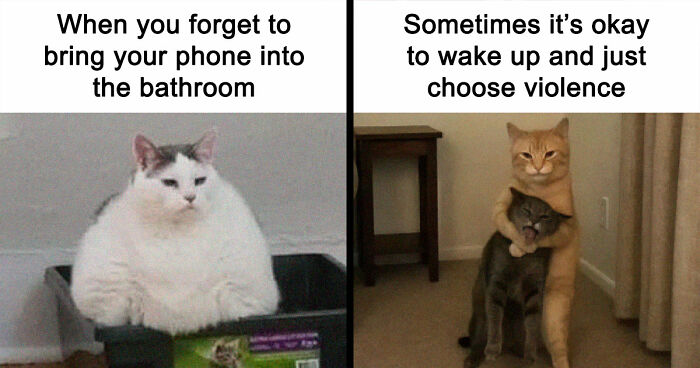 81 Chucklesome Cat Memes That Combine The Two Things The Internet Loves The Most
