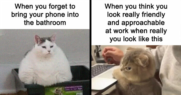 81 Chucklesome Cat Memes That Combine The Two Things The Internet Loves The Most