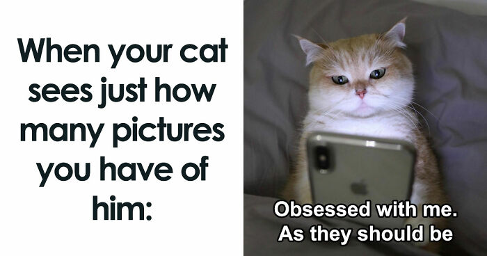 81 Chucklesome Cat Memes That Combine The Two Things The Internet Loves The Most