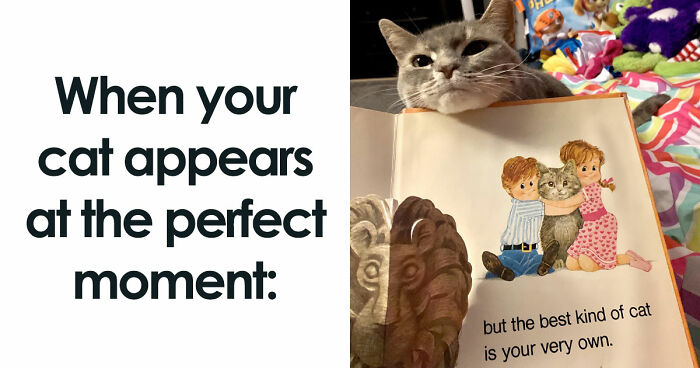 81 Chucklesome Cat Memes That Combine The Two Things The Internet Loves The Most