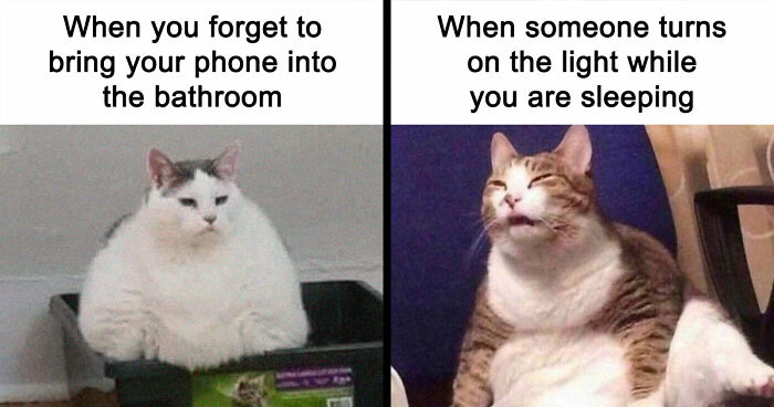 81 Chucklesome Cat Memes That Combine The Two Things The Internet Loves The Most
