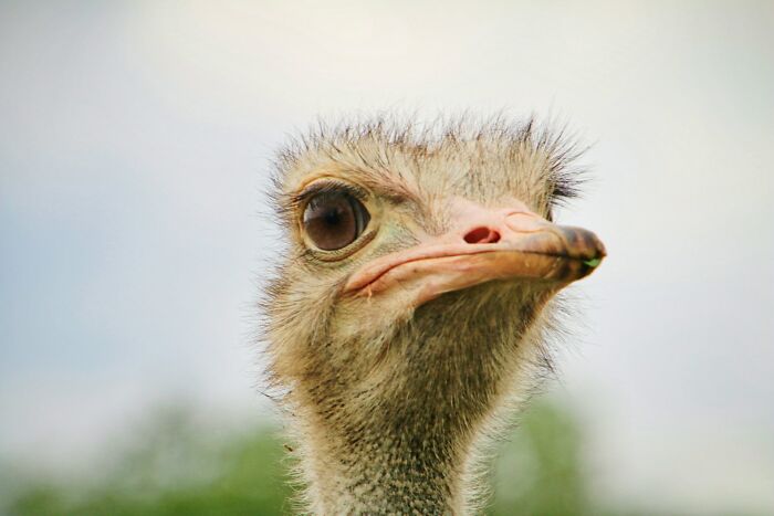 Close-up of an ostrich head with large eyes, representing bizarre encounters that leave people questioning what they saw.