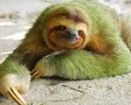 sloth-69afdb35cf6b4.jpg