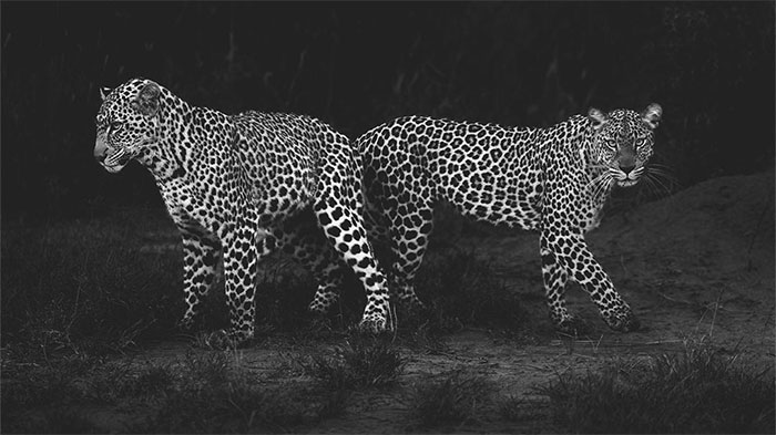 50 Incredible Wildlife Shots By This Photographer, Along With The Memories Behind Each One