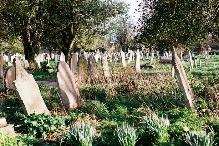 Old gravestones scattered in an overgrown cemetery surrounded by trees, evoking spine-chilling haunted place vibes.