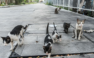 39 Cultural Things People Thought Were Completely Normal Until They Visited Other Countries