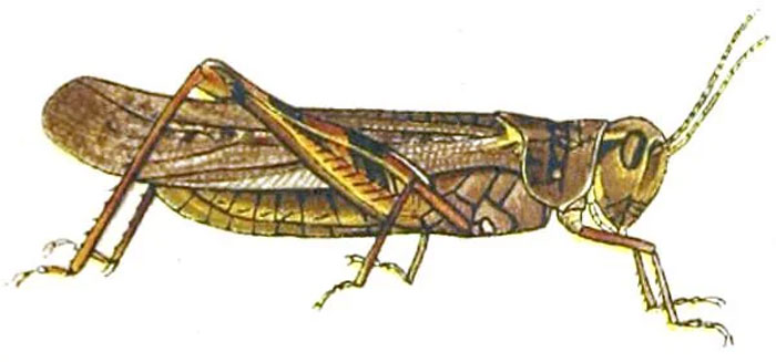 Illustration of a grasshopper with detailed wings and legs, related to neurological development and adulthood facts.