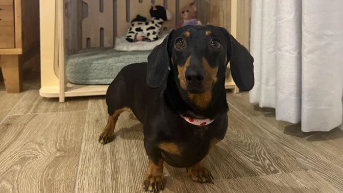 Black and tan dachshund standing on wooden floor indoors, illustrating humans neurologically enter adulthood at age 32 concept.