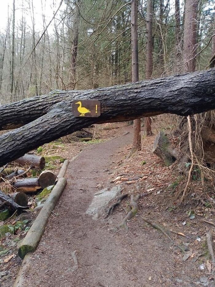 A fallen tree blocking a forest path with a humorous warning sign featuring a duck and an exclamation mark.