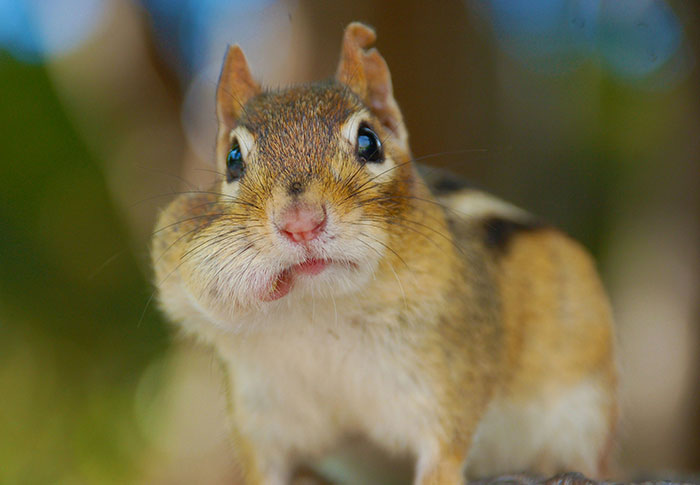 Close-up of a chipmunk with cheeks full of nuts, illustrating one-in-a-million stories that people actually lived through.